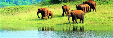 Kerala Wildlife Tour Packages